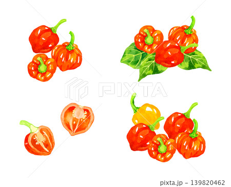ハバネロのセット　野菜の手描き水彩イラスト素材 139820462
