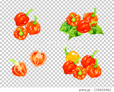 ハバネロのセット　野菜の手描き水彩イラスト素材 139820462