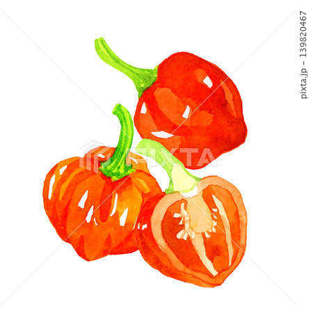 橙色（赤色）のハバネロのセット　野菜の手描き水彩イラスト素材 139820467