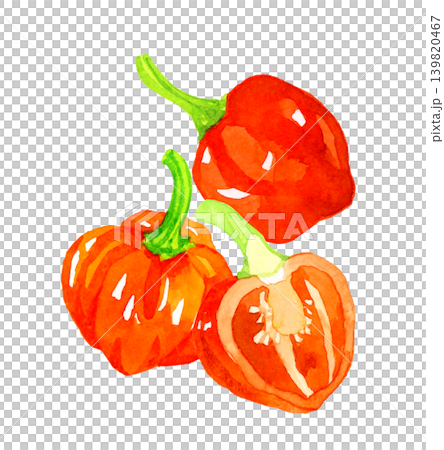 橙色（赤色）のハバネロのセット　野菜の手描き水彩イラスト素材 139820467