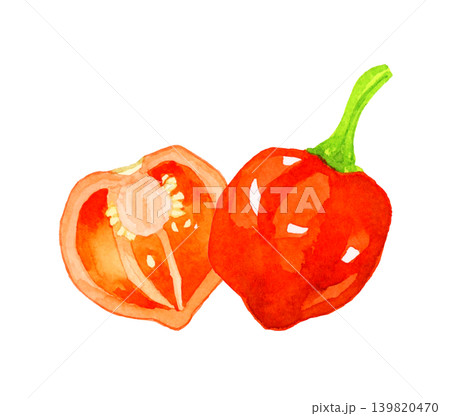 半分にカットした橙色（赤色）のハバネロ　野菜の手描き水彩イラスト素材 139820470