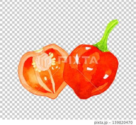 半分にカットした橙色（赤色）のハバネロ　野菜の手描き水彩イラスト素材 139820470