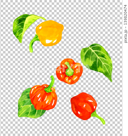 哈瓦那辣椒和葉子套裝 - 手繪水彩蔬菜插圖 哈瓦那辣椒和葉子套裝 - 手繪水彩蔬菜插圖 139820474
