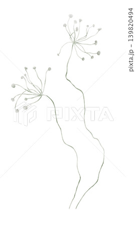 Koristesarja watercolor hand drawn illustration. Mimics the delicate structure of wild flowering umbels. Features a white coating. Stems flexible, allowing for custom shaping in arrangements. Koristesarja watercolor hand drawn illustration. Mimics the delicate structure of wild flowering umbels. Features a white coating. Stems flexible, allowing for custom shaping in arrangements. 139820494