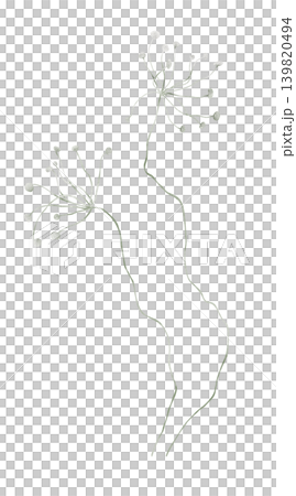 Koristesarja watercolor hand drawn illustration. Mimics the delicate structure of wild flowering umbels. Features a white coating. Stems flexible, allowing for custom shaping in arrangements. Koristesarja watercolor hand drawn illustration. Mimics the delicate structure of wild flowering umbels. Features a white coating. Stems flexible, allowing for custom shaping in arrangements. 139820494