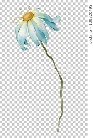 Blue watercolor daisy or chamomile flower. Botanical illustrations has blue-toned petals and a yellow center. Depicted in a delicate, minimalist style against a isolated background. Blue watercolor daisy or chamomile flower. Botanical illustrations has blue-toned petals and a yellow center. Depicted in a delicate, minimalist style against a isolated background. 139820495