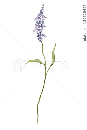 Single sprig of lavender with delicate purple blossoms and green leaves. Watercolor illustration hand drawn botanical art on a isolated background. For greeting cards, wedding invitations. 139820497