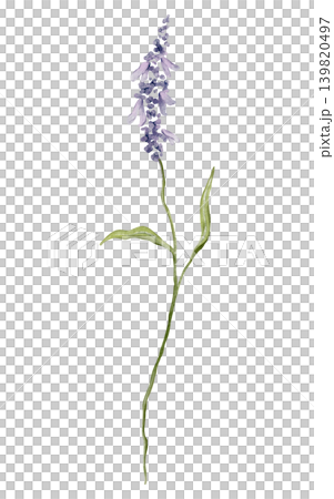 Single sprig of lavender with delicate purple blossoms and green leaves. Watercolor illustration hand drawn botanical art on a isolated background. For greeting cards, wedding invitations. 139820497