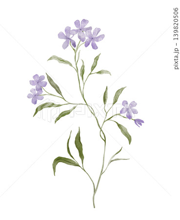 Lavender Purple Phlox Flower. Hand drawn illustration with delicate purple blossoms with five petals arranged on slender green stems. Watercolor wildflower nature of the plant. Botanical prints. Lavender Purple Phlox Flower. Hand drawn illustration with delicate purple blossoms with five petals arranged on slender green stems. Watercolor wildflower nature of the plant. Botanical prints. 139820506