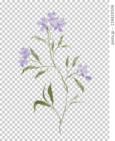 Lavender Purple Phlox Flower. Hand drawn illustration with delicate purple blossoms with five petals arranged on slender green stems. Watercolor wildflower nature of the plant. Botanical prints. Lavender Purple Phlox Flower. Hand drawn illustration with delicate purple blossoms with five petals arranged on slender green stems. Watercolor wildflower nature of the plant. Botanical prints. 139820506