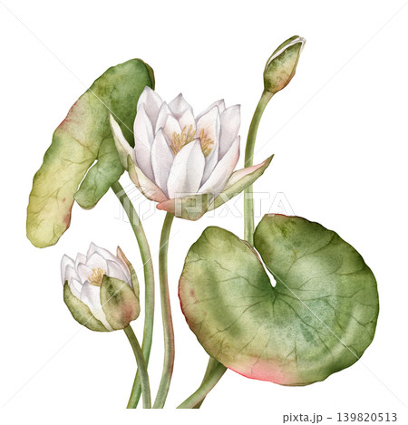 Watercolor bouquet of bud Water white Lily with green leaves. Hand drawn illustration Nuphar of lakewhite waterlily or lotus on isolated background. Beautiful composition chinese water lily Watercolor bouquet of bud Water white Lily with green leaves. Hand drawn illustration Nuphar of lakewhite waterlily or lotus on isolated background. Beautiful composition chinese water lily 139820513