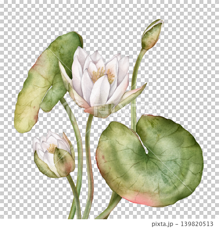 Watercolor bouquet of bud Water white Lily with green leaves. Hand drawn illustration Nuphar of lakewhite waterlily or lotus on isolated background. Beautiful composition chinese water lily Watercolor bouquet of bud Water white Lily with green leaves. Hand drawn illustration Nuphar of lakewhite waterlily or lotus on isolated background. Beautiful composition chinese water lily 139820513