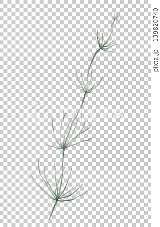 Minimalist watercolor illustration of Chara, freshwater green alga. Hand drawn muskgrass on isolated background. Plant for botanical projects and design Minimalist watercolor illustration of Chara, freshwater green alga. Hand drawn muskgrass on isolated background. Plant for botanical projects and design 139820740