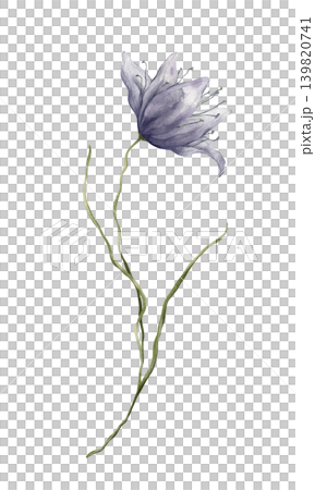 Delicate watercolor botanical illustration of a purple flower, resembling a clematis, bluebell, or prairie gentian. Hand drawn illustration on isolated background. For designs nature-themed Delicate watercolor botanical illustration of a purple flower, resembling a clematis, bluebell, or prairie gentian. Hand drawn illustration on isolated background. For designs nature-themed 139820741
