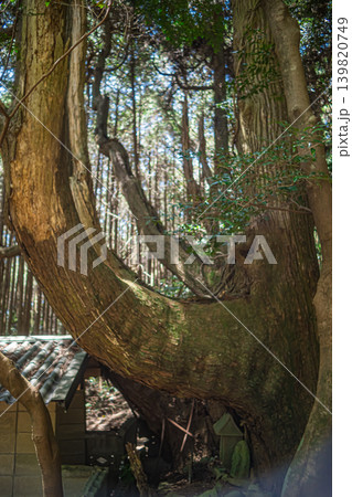 熊本・菊池・山伏宮の逆さ杉 熊本・菊池・山伏宮の逆さ杉 139820749