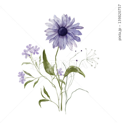 Watercolor design elements of bouquet depicting a violet wildflower botanical camomile hand drawn illustrations. Composition delicate of purple phlox and wildflower herbs on isolated background. Watercolor design elements of bouquet depicting a violet wildflower botanical camomile hand drawn illustrations. Composition delicate of purple phlox and wildflower herbs on isolated background. 139820757