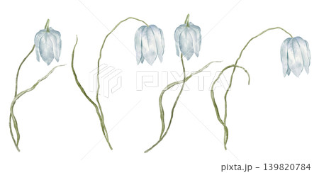 Watercolor illustrations of Fritillaria meleagris Alba. Light blue snake's head fritillary delicate flower. Hand drawn illustration set of plant's bell-shaped blossoms and slender, curling leaves. 139820784