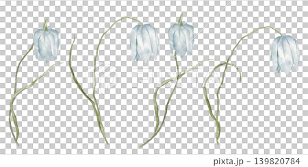 Watercolor illustrations of Fritillaria meleagris Alba. Light blue snake's head fritillary delicate flower. Hand drawn illustration set of plant's bell-shaped blossoms and slender, curling leaves. 139820784