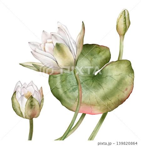 Watercolor bouquet of bud Water white Lily with green leaves. Hand drawn illustration Nuphar of lakewhite waterlily or lotus on isolated background. Beautiful composition chinese water lily Watercolor bouquet of bud Water white Lily with green leaves. Hand drawn illustration Nuphar of lakewhite waterlily or lotus on isolated background. Beautiful composition chinese water lily 139820864
