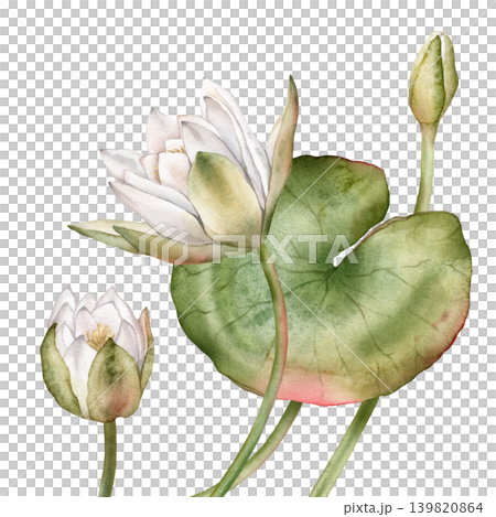 Watercolor bouquet of bud Water white Lily with green leaves. Hand drawn illustration Nuphar of lakewhite waterlily or lotus on isolated background. Beautiful composition chinese water lily Watercolor bouquet of bud Water white Lily with green leaves. Hand drawn illustration Nuphar of lakewhite waterlily or lotus on isolated background. Beautiful composition chinese water lily 139820864