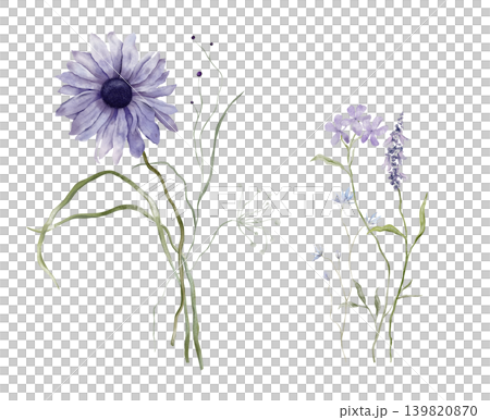 Set of watercolor design elements of bouquet depicting a violet wildflower botanical hand drawn illustrations. Composition delicate of purple daisies and wildflower herbs on isolated background. Set of watercolor design elements of bouquet depicting a violet wildflower botanical hand drawn illustrations. Composition delicate of purple daisies and wildflower herbs on isolated background. 139820870