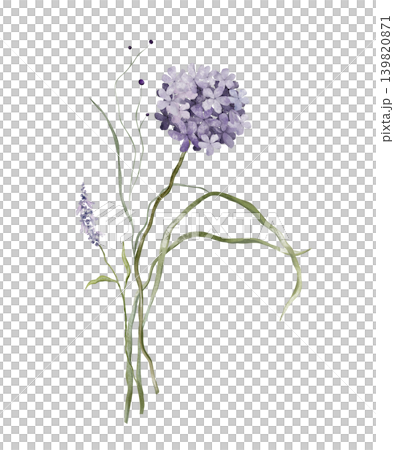 Watercolor design elements of bouquet depicting a violet wildflower botanical lavender hand drawn illustrations. Composition delicate of purple hydrangea and wildflower herbs on isolated background. Watercolor design elements of bouquet depicting a violet wildflower botanical lavender hand drawn illustrations. Composition delicate of purple hydrangea and wildflower herbs on isolated background. 139820871