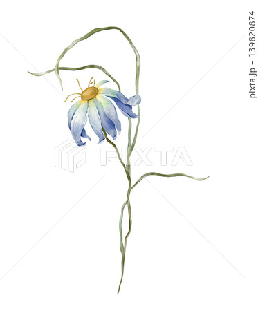 Watercolor design elements of bouquet depicting a blue wildflower botanical chamomile hand drawn illustrations. Composition of light blue daisy herbs and long thin green grass on isolated background. 139820874