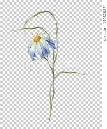 Watercolor design elements of bouquet depicting a blue wildflower botanical chamomile hand drawn illustrations. Composition of light blue daisy herbs and long thin green grass on isolated background. 139820874