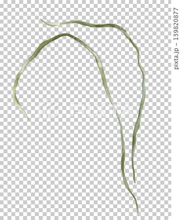 Watercolor illustration of long, thin green grass blades or seaweed stalks. Botanical element for designs, wedding invitations or nature-themed illustrations. Minimalist, flowing curved lines. Watercolor illustration of long, thin green grass blades or seaweed stalks. Botanical element for designs, wedding invitations or nature-themed illustrations. Minimalist, flowing curved lines. 139820877