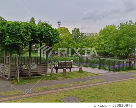 足立区立桑袋ビオトープ公園のカキツバタ 足立区立桑袋ビオトープ公園のカキツバタ 139820975