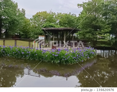 足立区立桑袋ビオトープ公園のカキツバタ 足立区立桑袋ビオトープ公園のカキツバタ 139820976