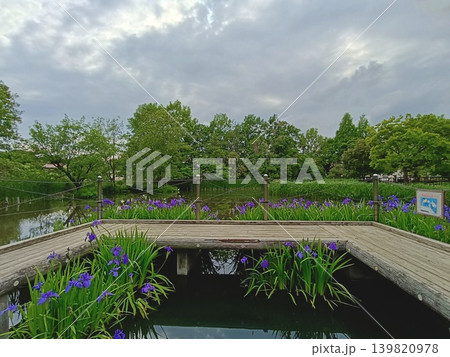 足立区立桑袋ビオトープ公園のカキツバタ 139820978