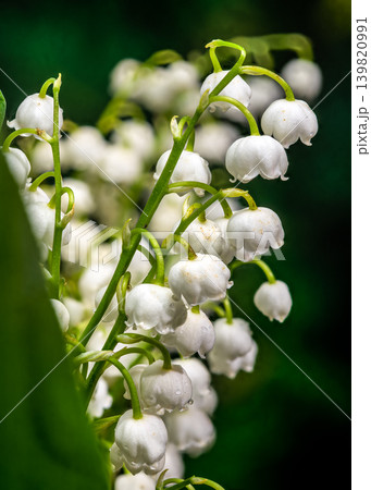 Fresh Lily of the Valley Bouquet With Green Leaves and Dewdrops 139820991