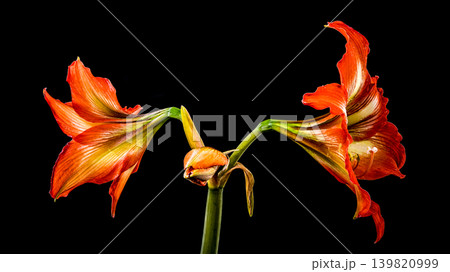 Stunning Orange Hippeastrum Amaryllis Flower Blooming Against a Solid Black Background 139820999