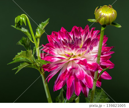 Gorgeous Red and White Dahlia Flower on Green Background Gorgeous Red and White Dahlia Flower on Green Background 139821005