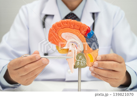 Asian doctor holding brain anatomy model. Asian doctor holding brain anatomy model. 139821070