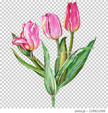 Soft Pink Tulip Watercolor Botanical Artwork Soft Pink Tulip Watercolor Botanical Artwork 139821086