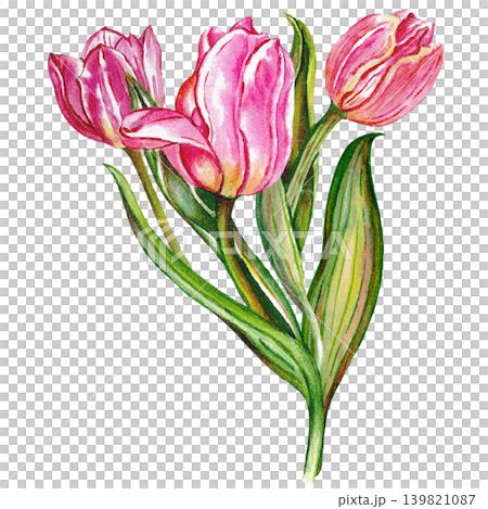 Soft Pink Tulip Watercolor Botanical Artwork 139821087