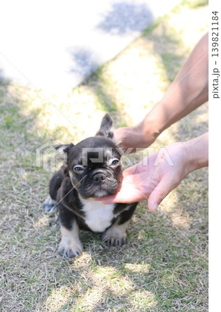 フレンチブルドッグ フレンチブルドッグ 139821184