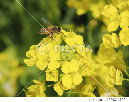 菜の花とミツバチ 菜の花とミツバチ 139821362