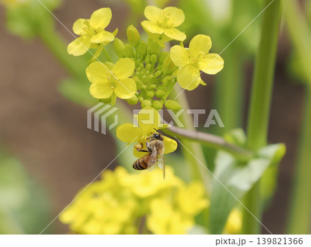 菜の花とミツバチ 菜の花とミツバチ 139821366