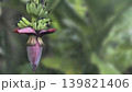 bug insects in nature,Close-up of a vibrant, pink banana blossom 139821406