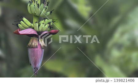 bug insects in nature,Close-up of a vibrant, pink banana blossom bug insects in nature,Close-up of a vibrant, pink banana blossom 139821406