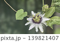 Beautiful Stinking passionflower (Passiflora foetida) white flower blossom with green nature blurred background, other names wild maracuja, bush passion fruit, wild water lemon, running pop. 139821407