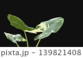 Caladium ,Caladium ThaiBeauty or Dieffenbachia seguine or Caladium bicolor or Araceae or pink and green leaf 139821408