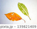 落ち葉 139821409