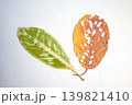 落ち葉 139821410