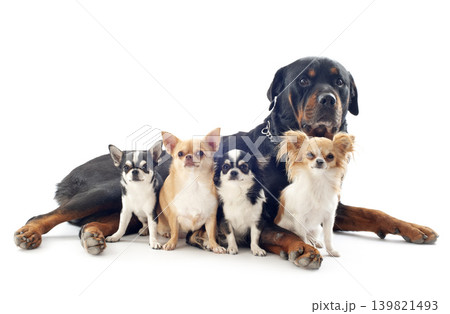 chihuahuas and rottweiler in studio chihuahuas and rottweiler in studio 139821493