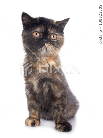 Exotic Shorthair kitten Exotic Shorthair kitten 139821505