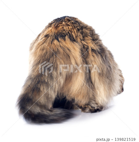 american curl cat american curl cat 139821519